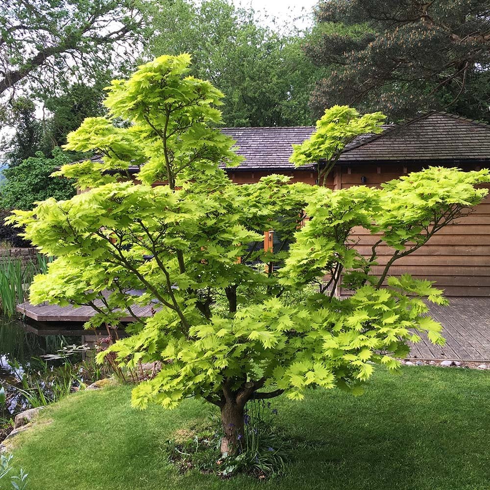 Acer Shirasawanum Jordan - Image 3