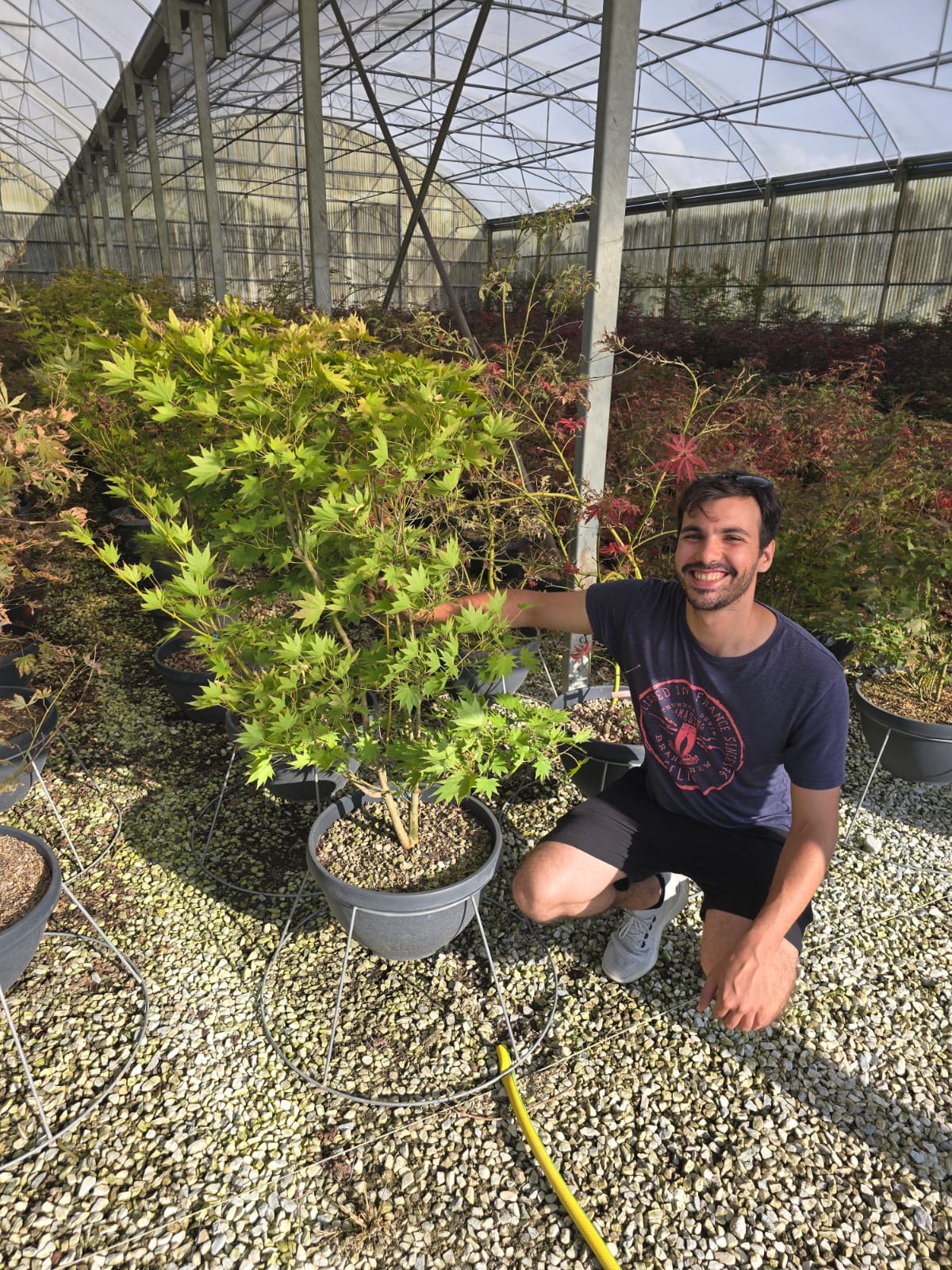 Acer Shirasawanum Jordan - Image 6