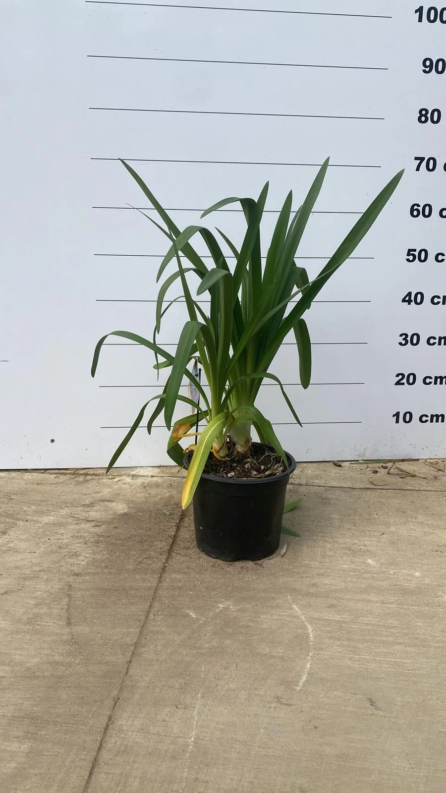 Agapanthe (Agapanthus) - Image 6