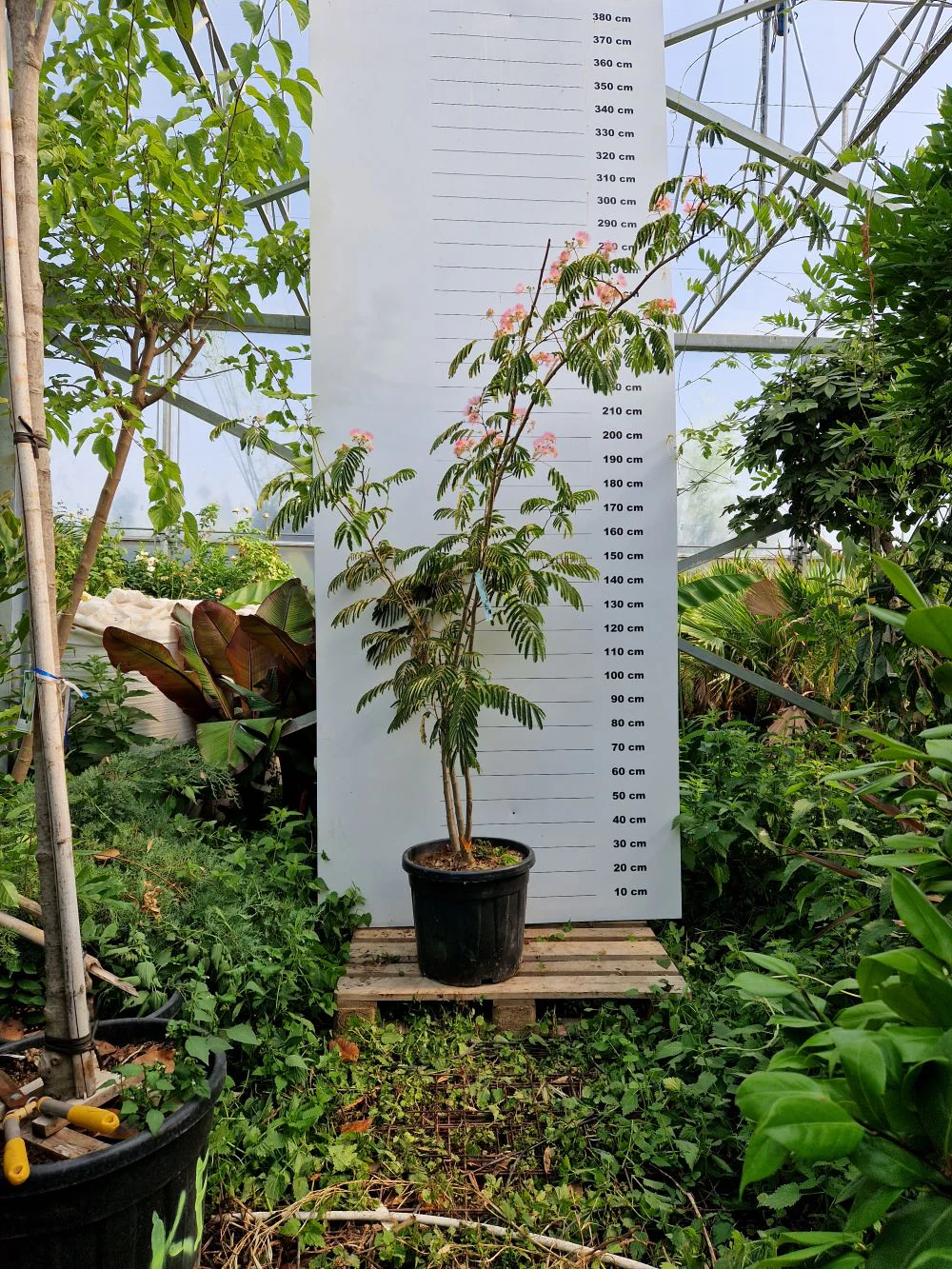 Arbre à soie en tige (Albizia Julibrissin 'Ombrella') - Image 6