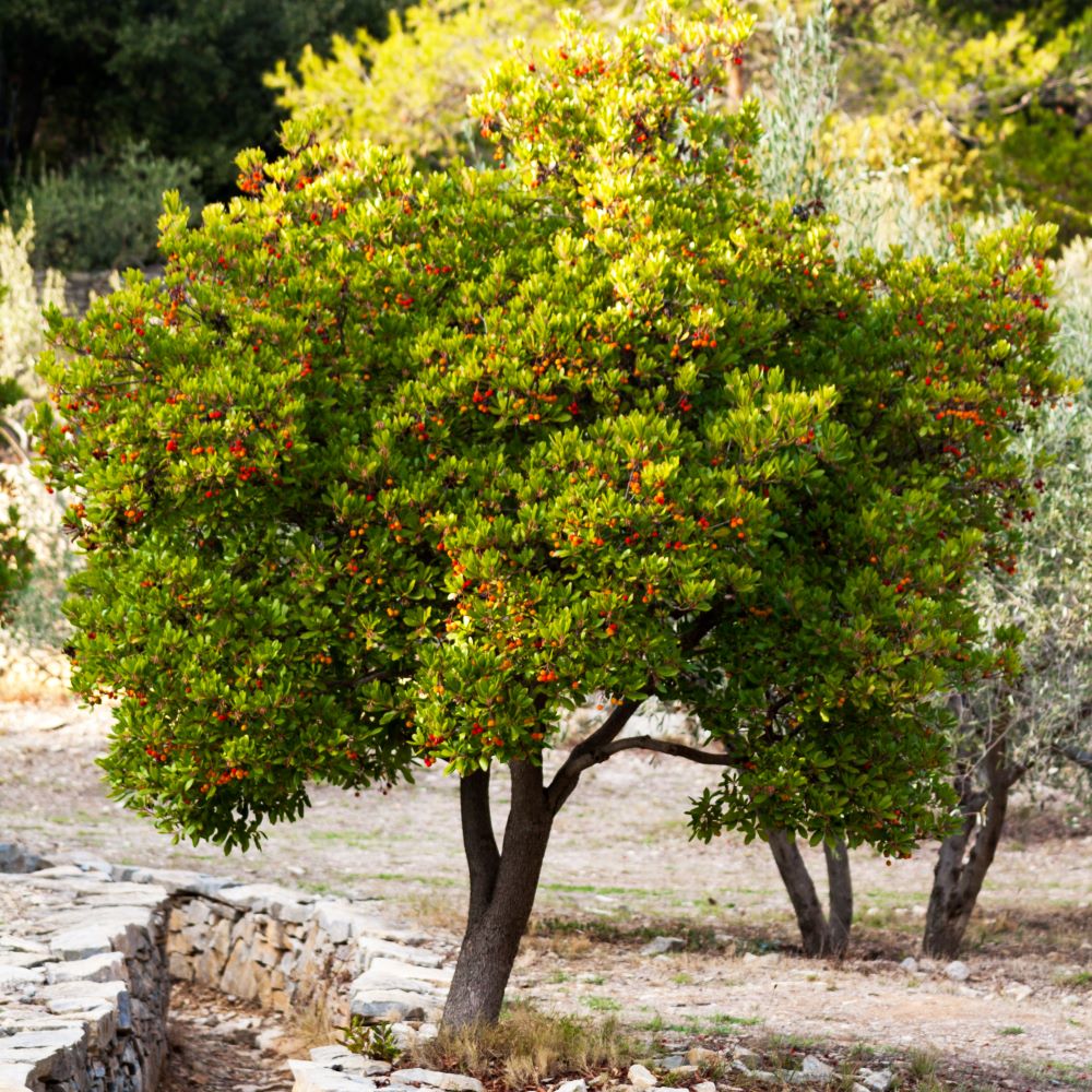Arbousier (Arbutus unedo) - Image 3