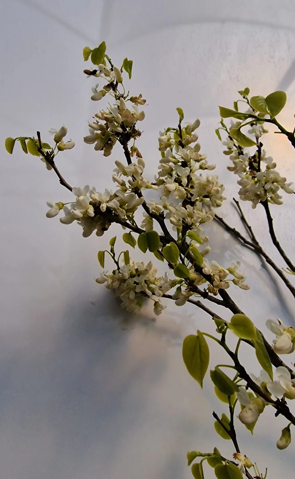 Arbre de Judée à fleurs blanches (Cercis Chinensis Shirobana) - Image 6