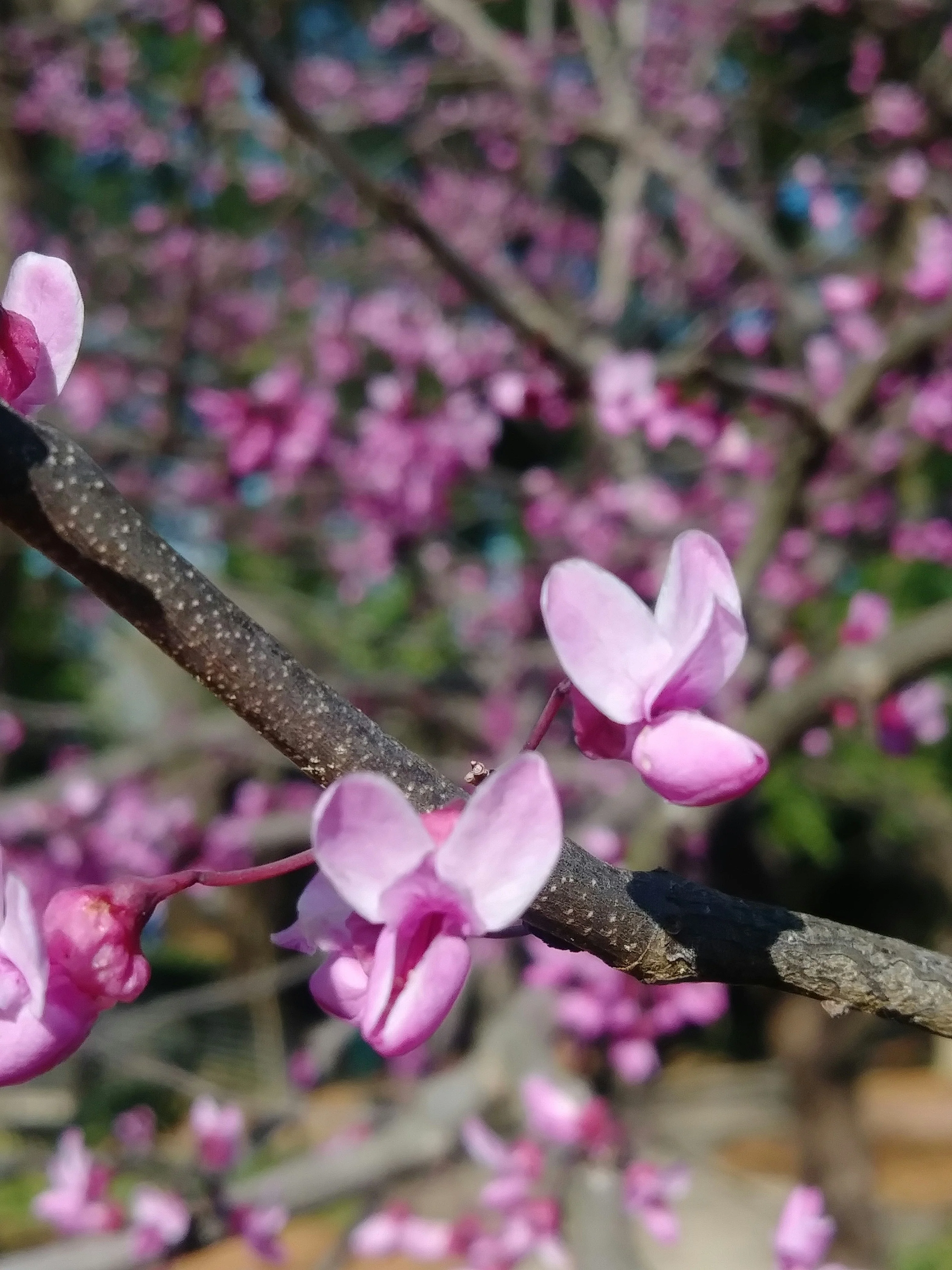 Arbre de Judée à fleurs roses en Touffe (Cercis Siliquastrum) - Image 12