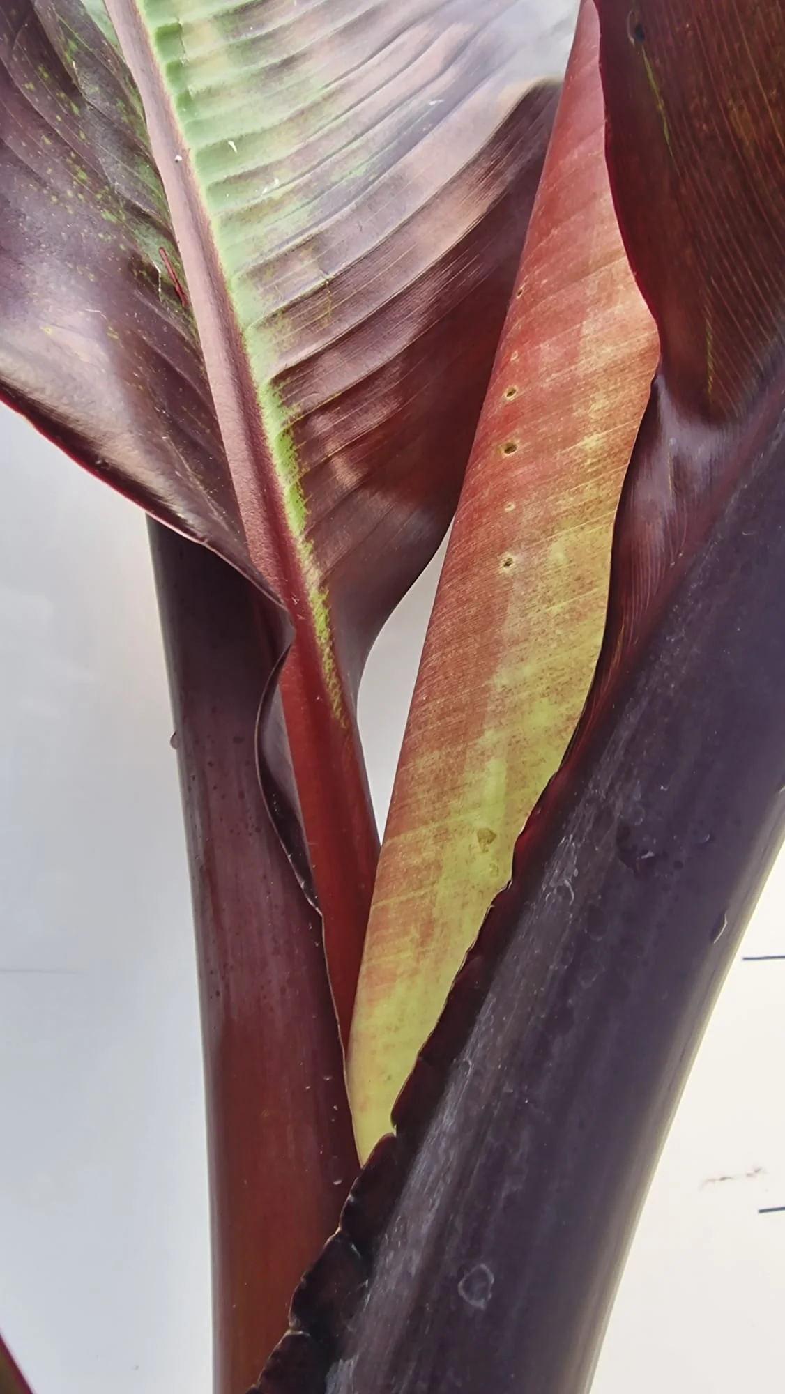 Bananier à feuilles rouges (Musa Ensete Maurelli) - Image 7