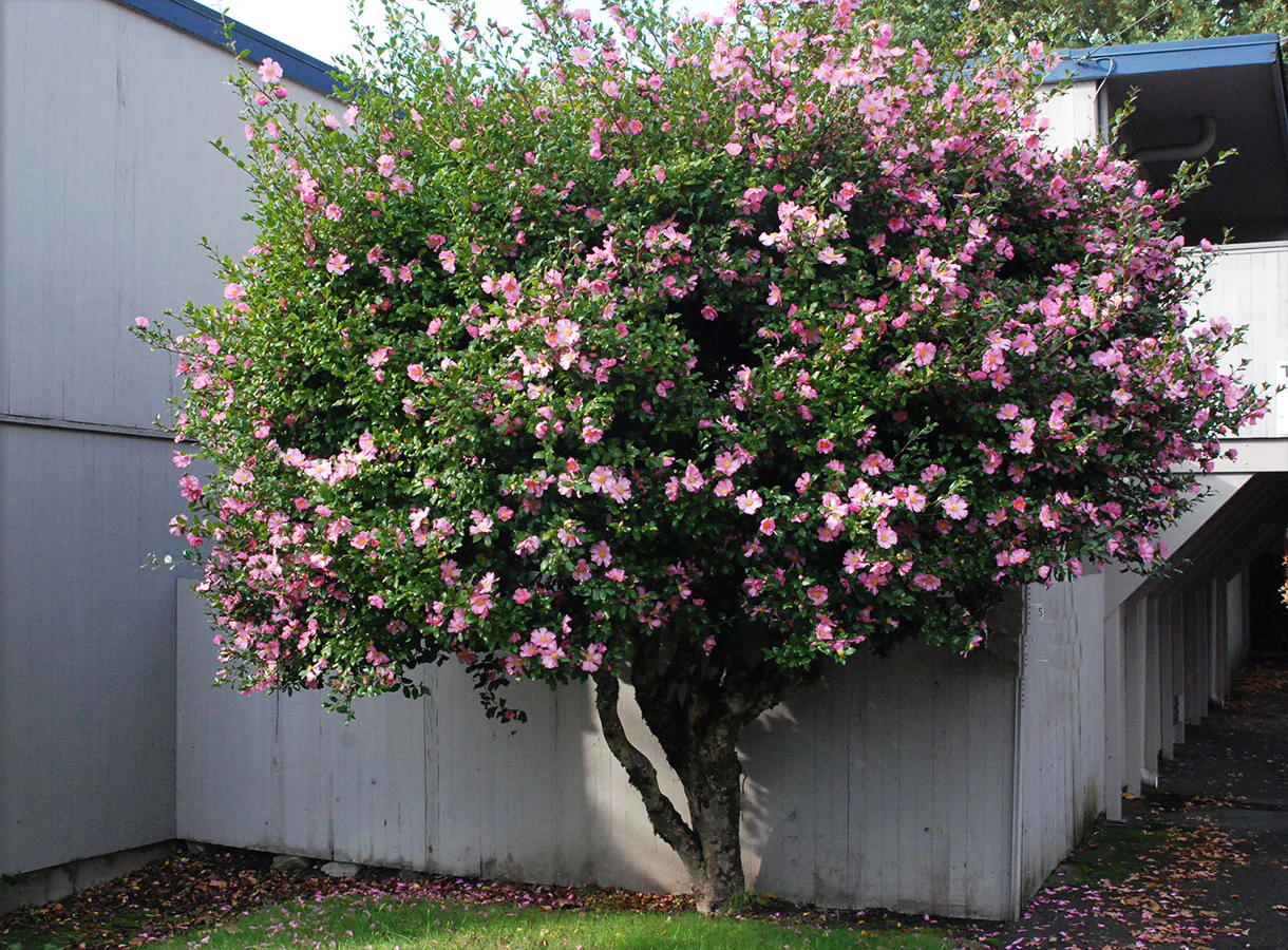 Camélia d'Automne en touffe (Camellia Sasanqua) - Image 4