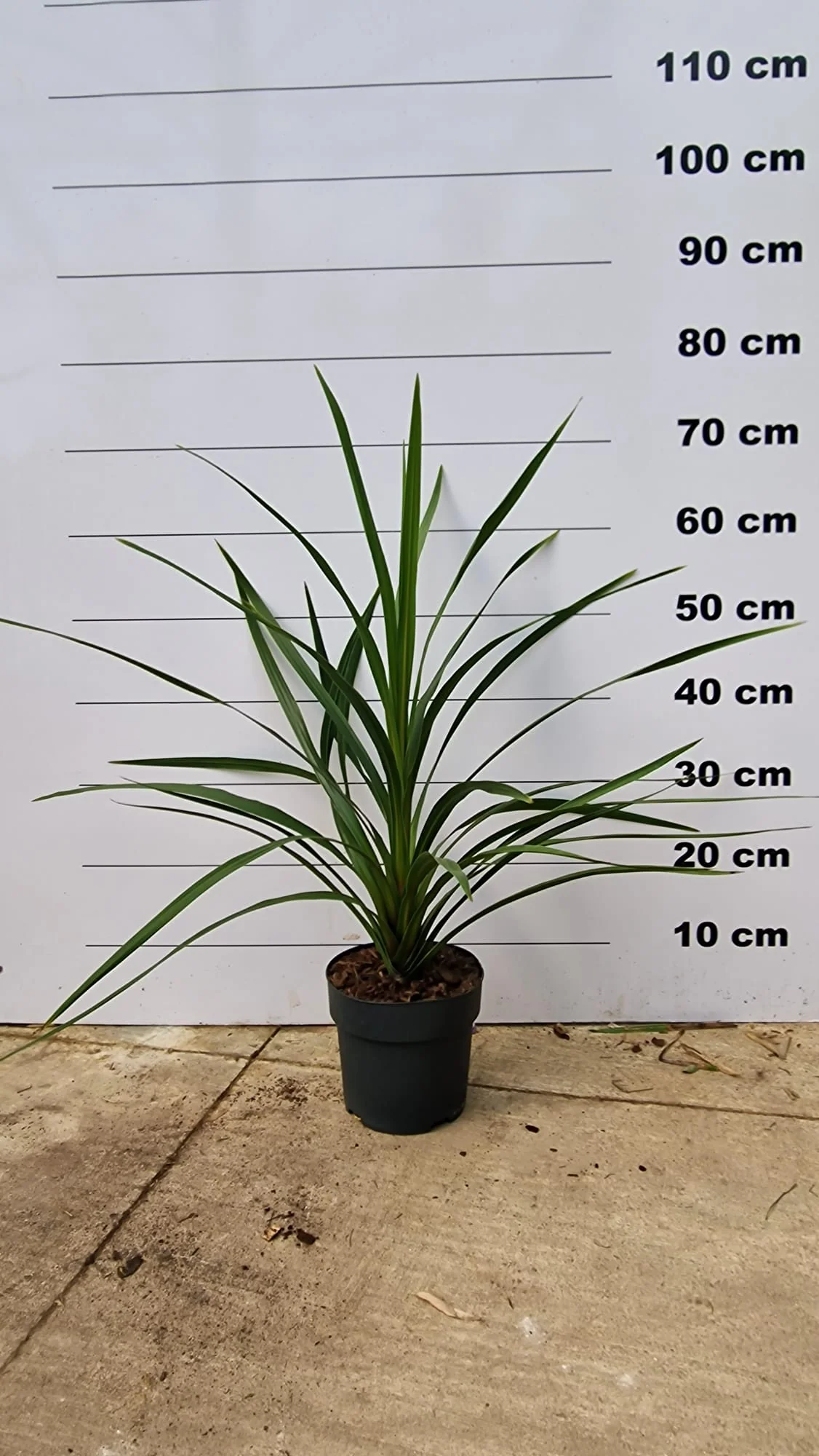 Cordyline (Dracaena) - Image 15