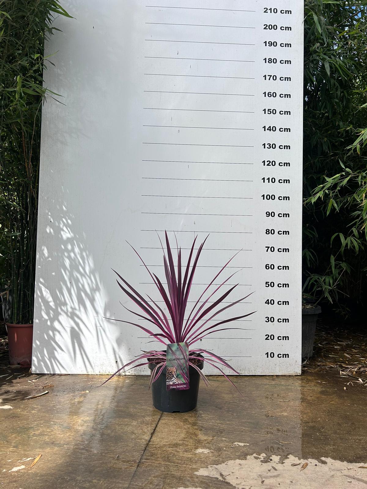 Cordyline (Dracaena) - Image 19