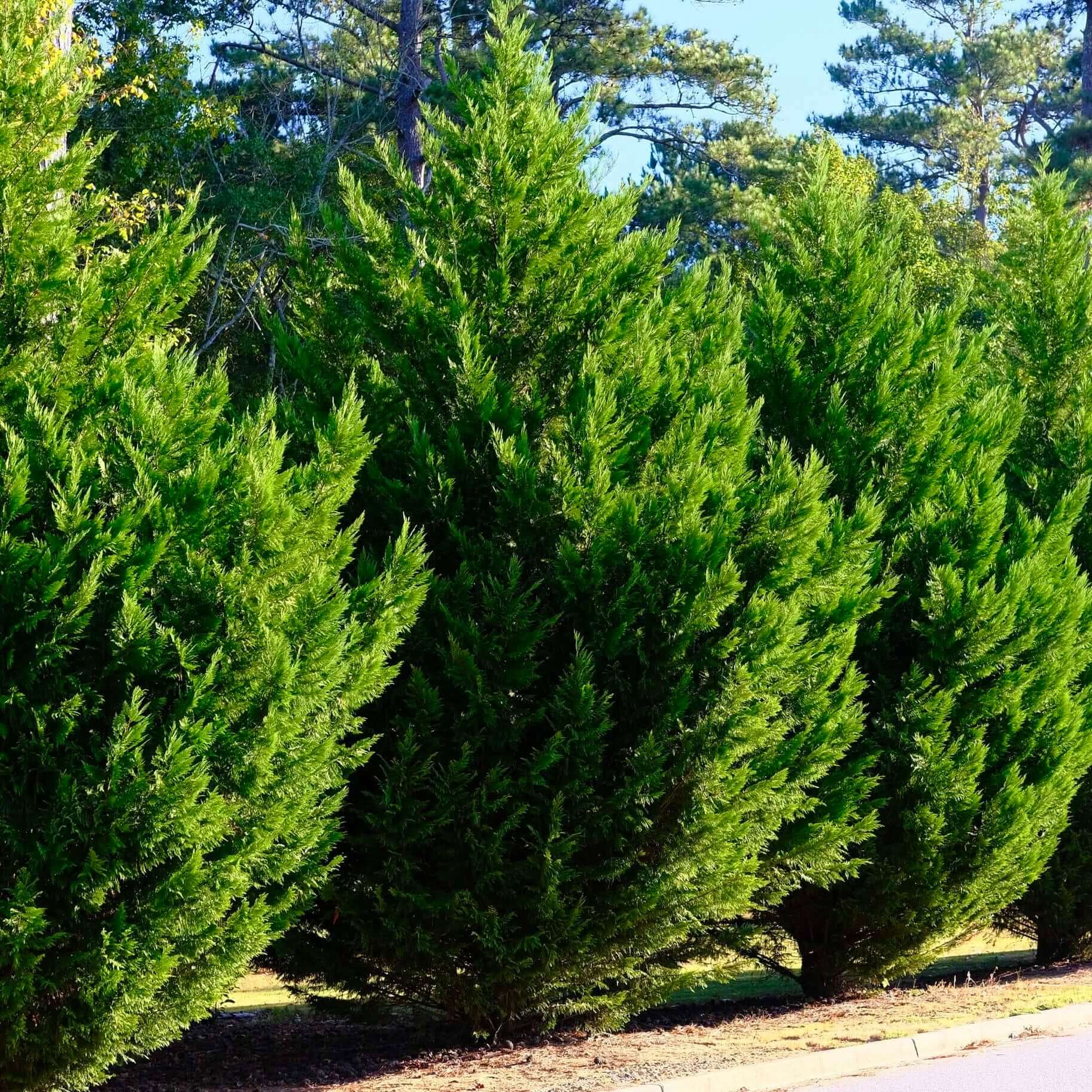 Cyprès Leylandii 2001 - Image 4