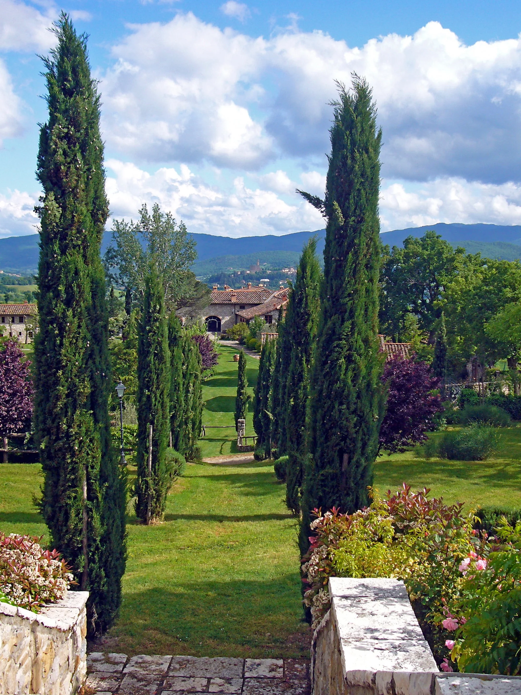 Cyprès de Provence (Commun) - Image 3