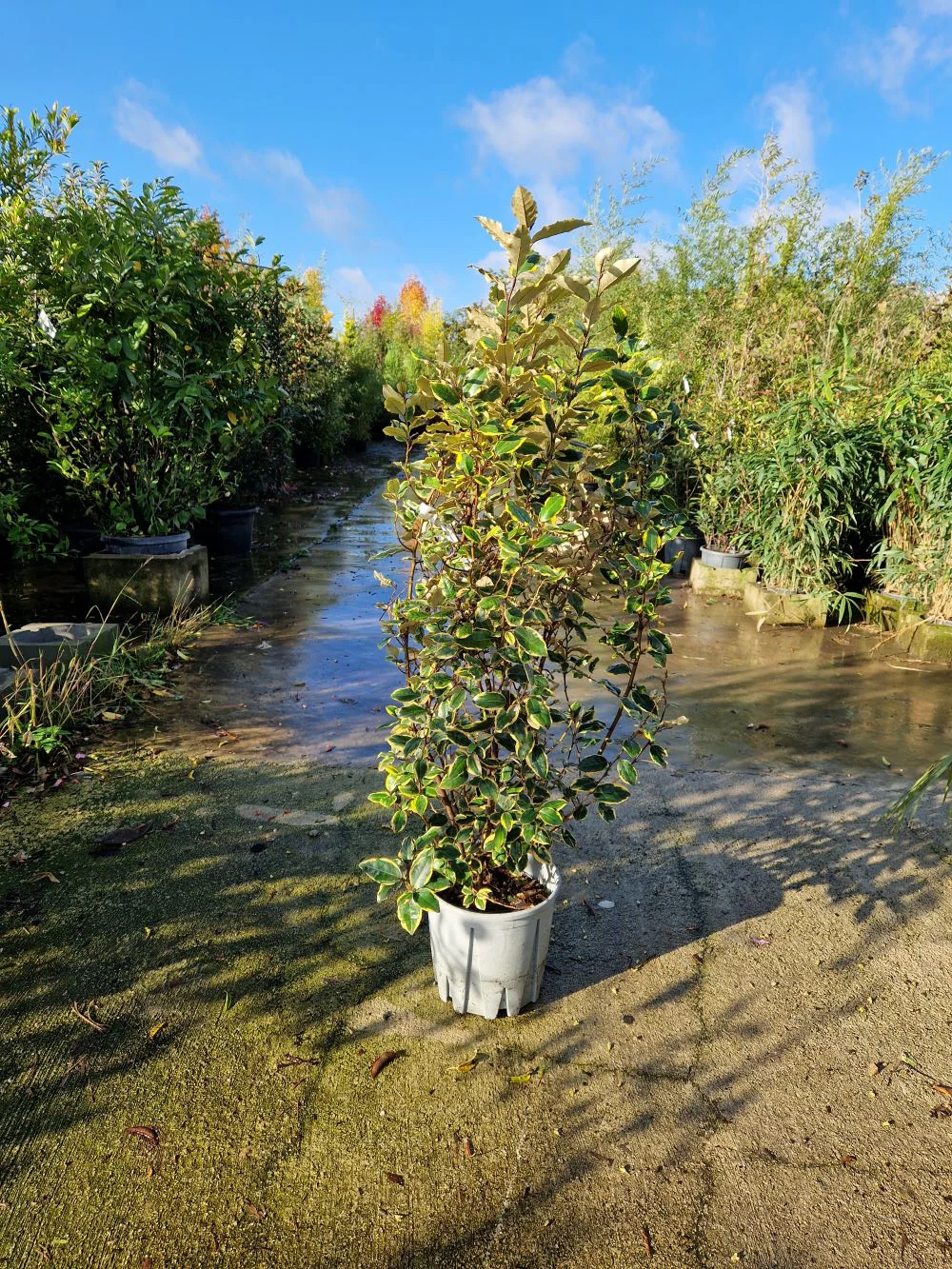 Elaeagnus Ebbingei Viveleg en touffe (Panaché Jaune) - Image 5