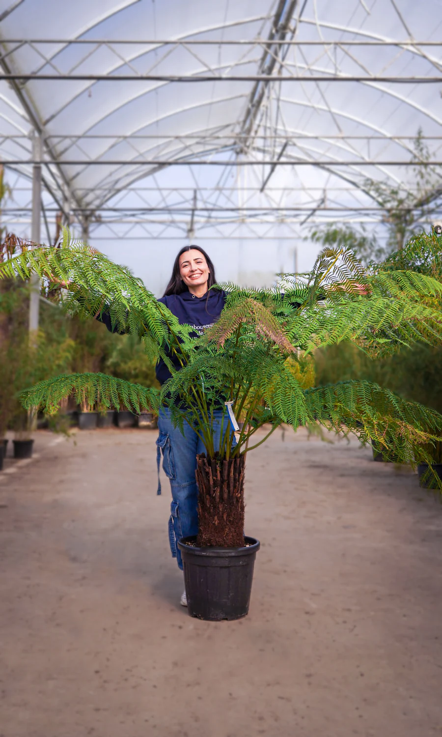 Fougère arborescente (Cyathea) - Image 10