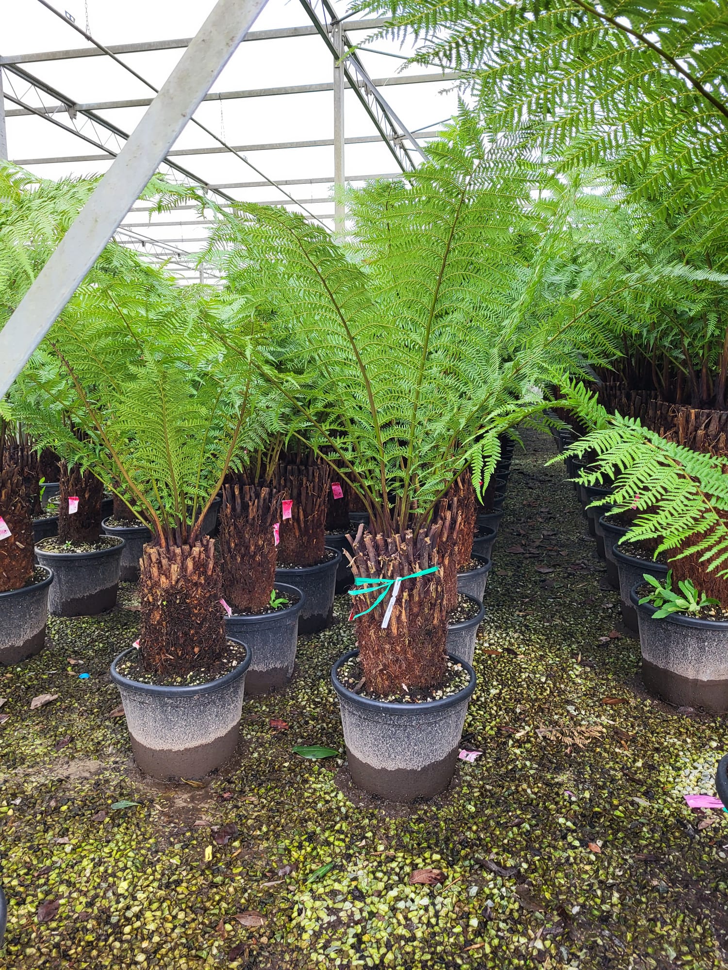 Fougère arborescente (Cyathea) - Image 8