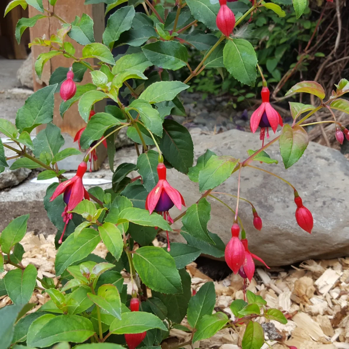 Miniature 2