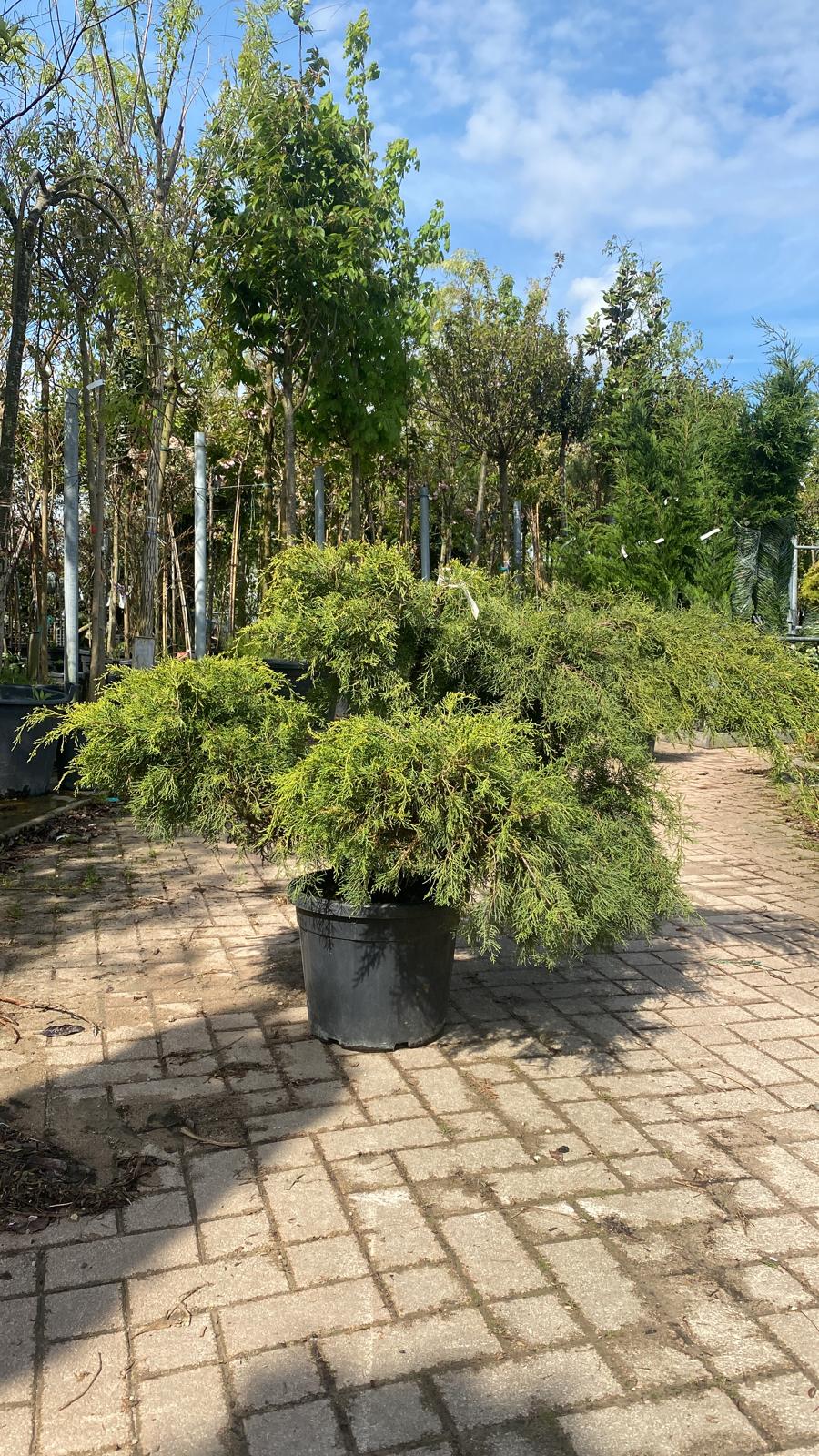 Genévrier Rampant (Juniperus horizontalis) - Image 4