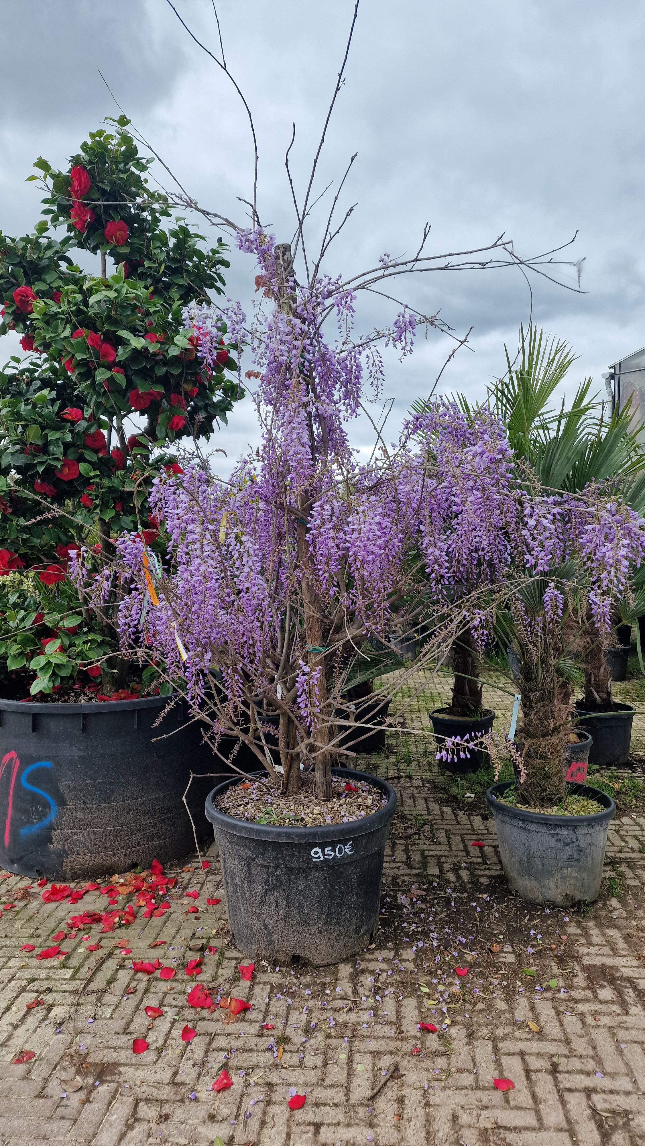 Glycine (Wisteria Brachybotrys) - Image 7