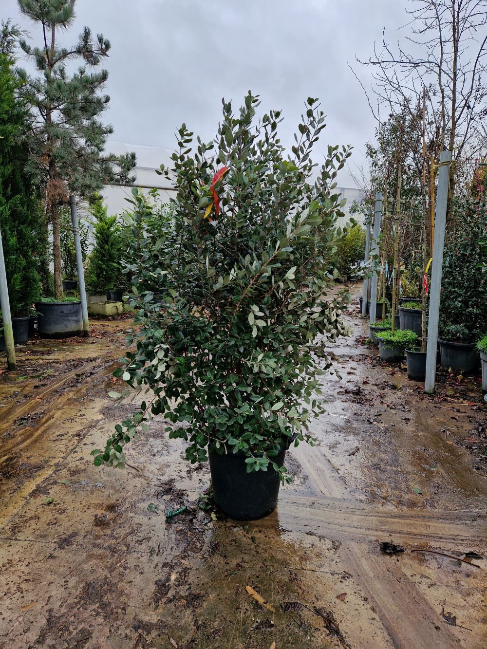 Goyavier du Brésil en touffe (Feijoa Sellowiana) - Image 10