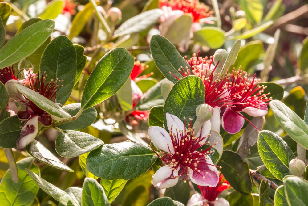 Goyavier du Brésil en touffe (Feijoa Sellowiana) - Image 5