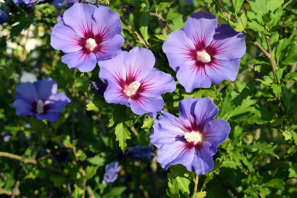 Hibiscus en touffe (Hibiscus syriacus) - Image 3