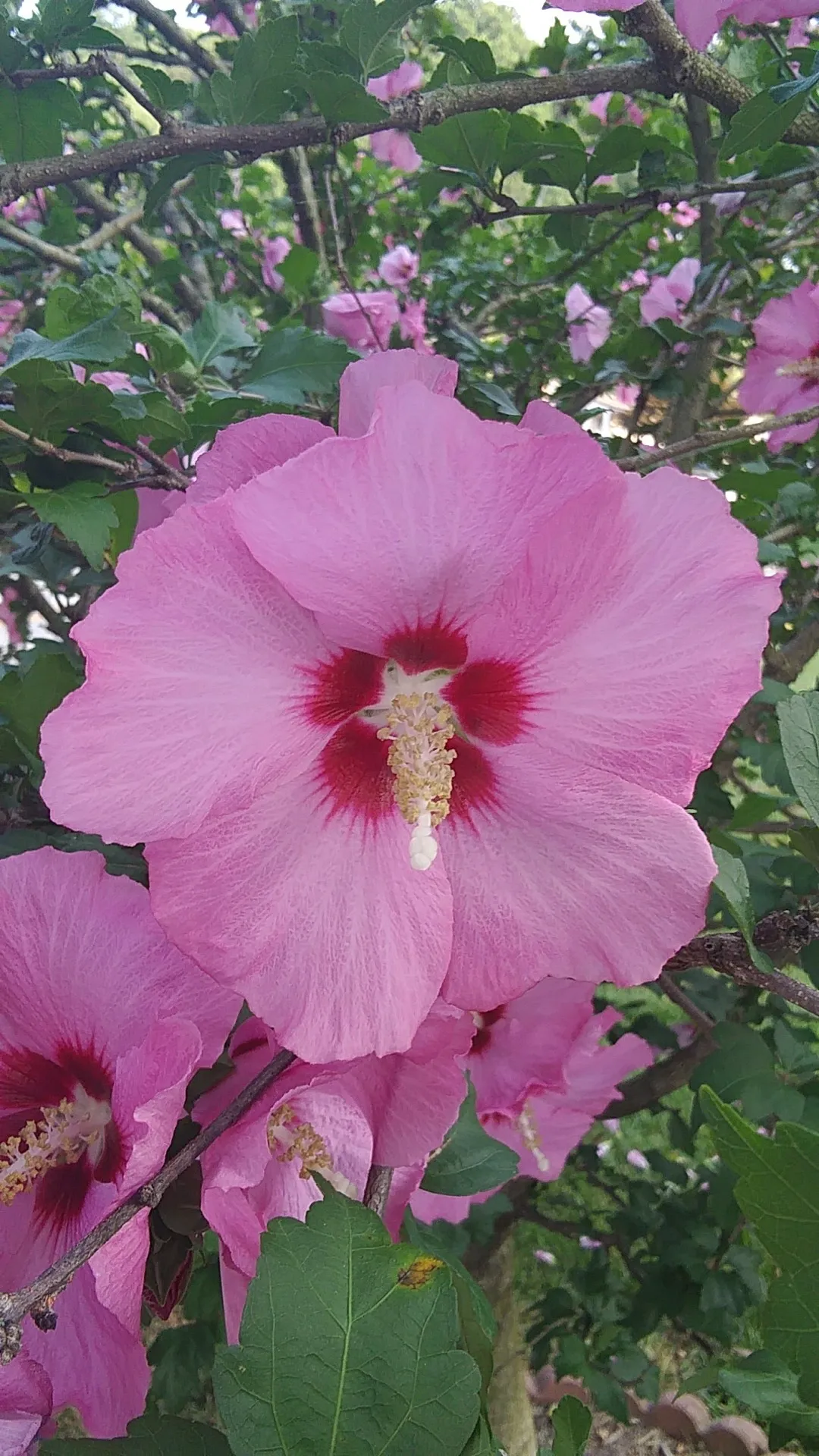 Hibiscus en touffe (Hibiscus syriacus) - Image 4