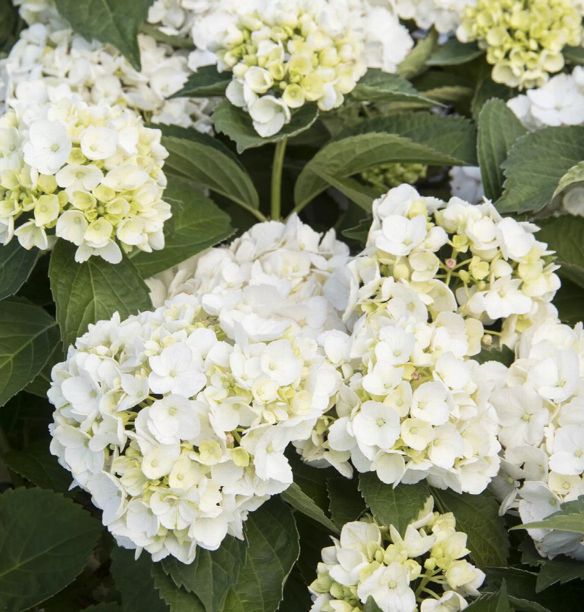 Hortensia (Hydrangea macrophylla) - Image 14