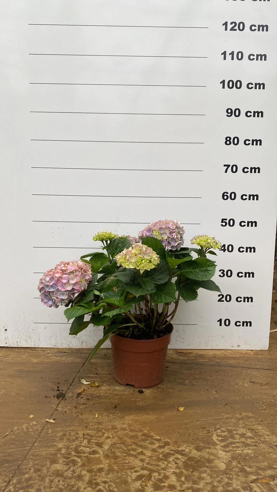 Hortensia (Hydrangea macrophylla) - Image 7