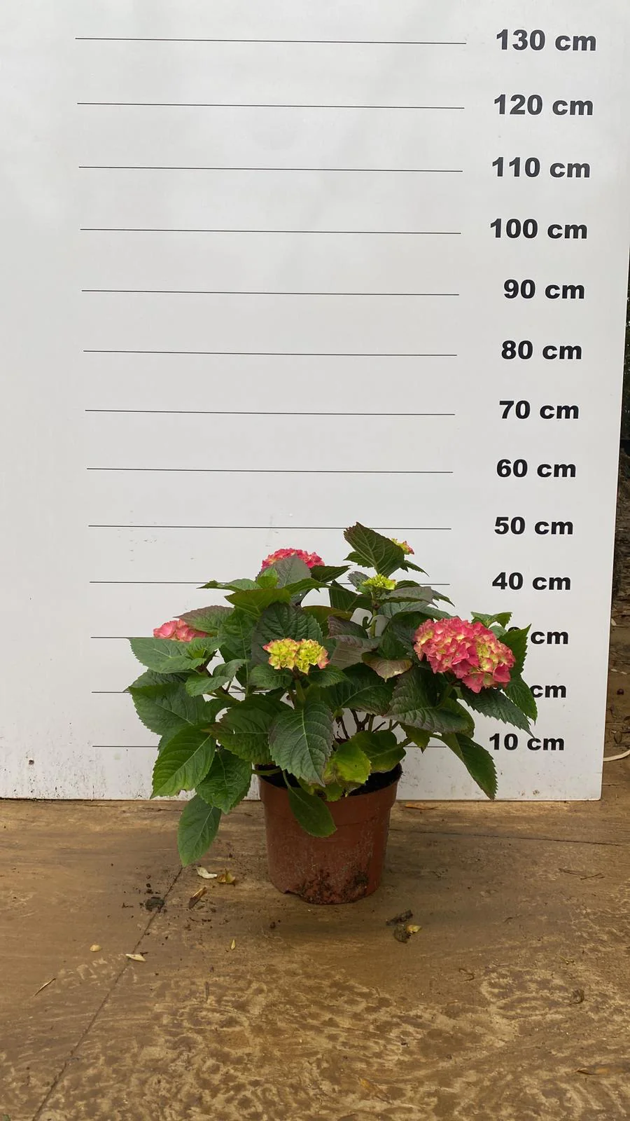 Hortensia (Hydrangea macrophylla) - Image 8