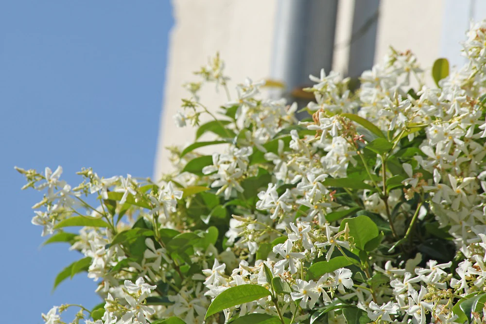 Jasmin Étoilé Grimpant (Trachelospermum Jasminoides) - Image 3