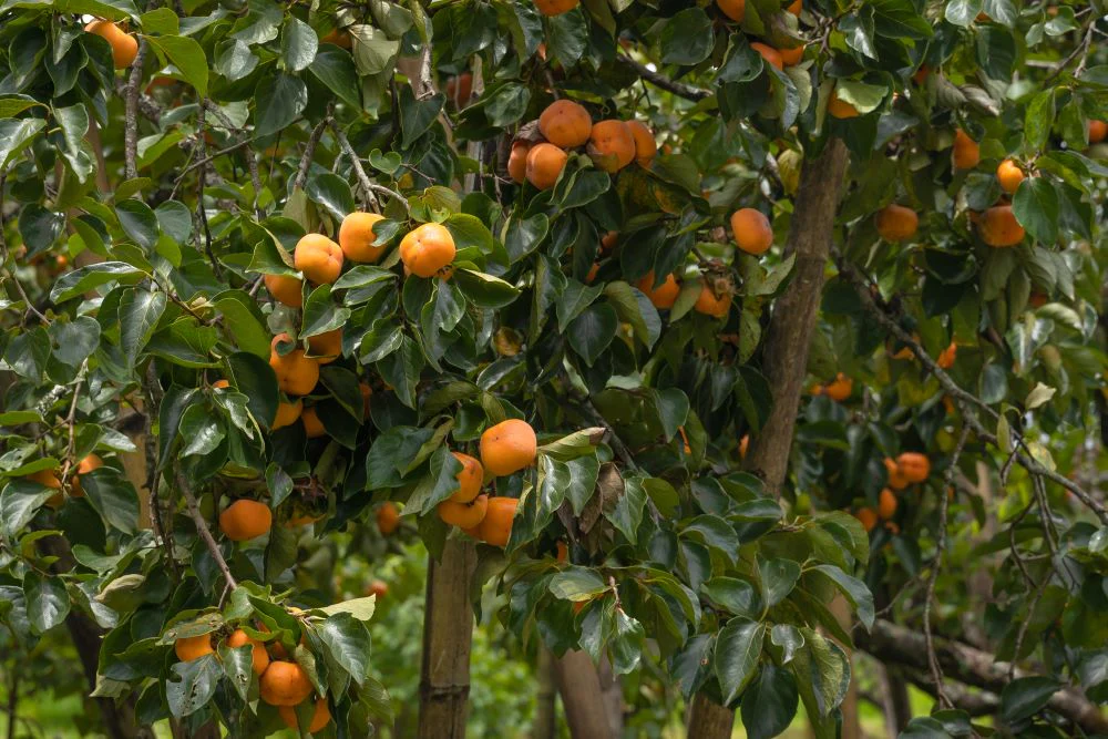 Diospyros Kaki (Plaqueminier) - Image 3