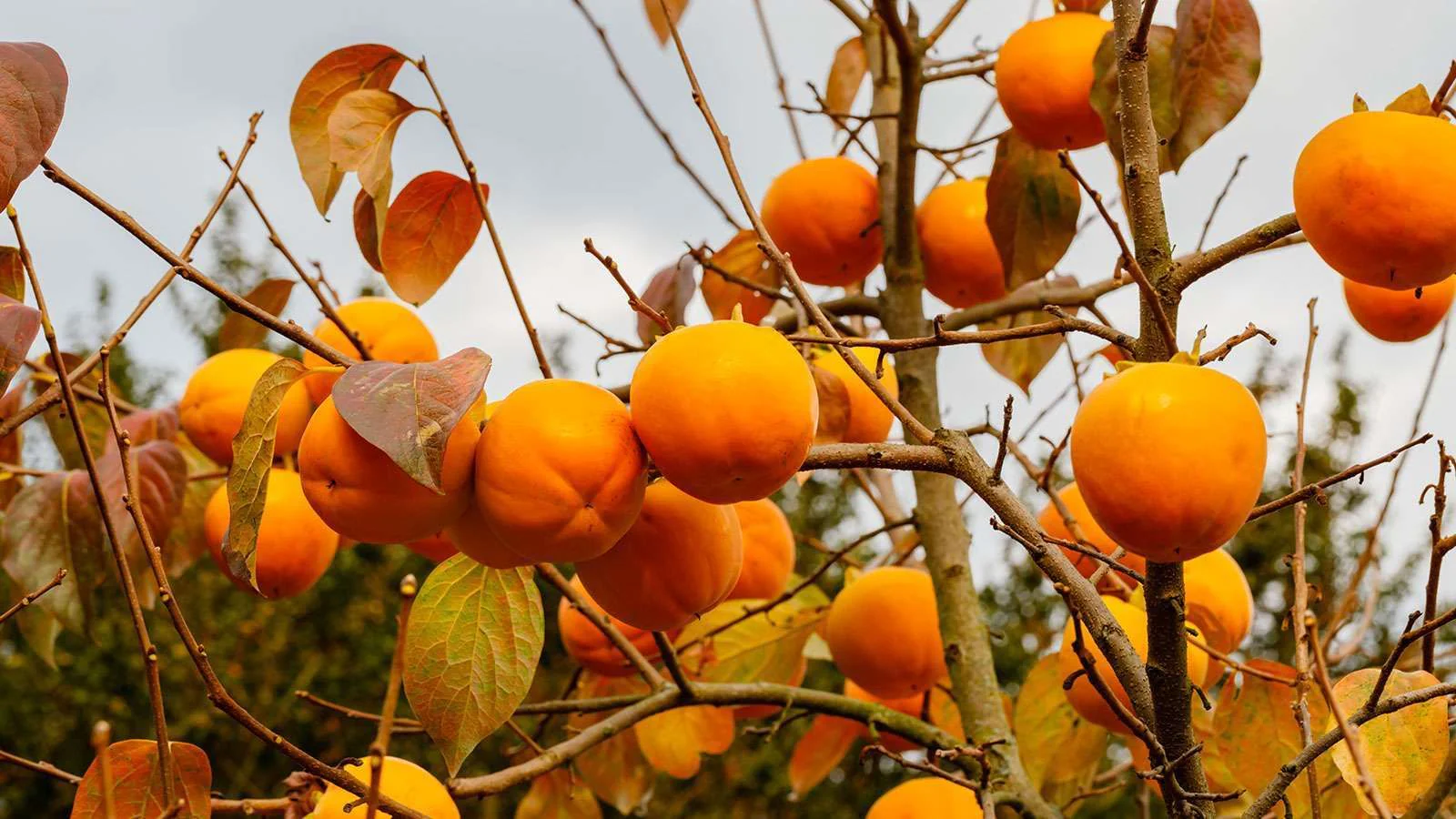 Diospyros Kaki (Plaqueminier) - Image 6