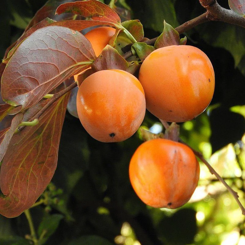 Diospyros Kaki (Plaqueminier) - Image 7