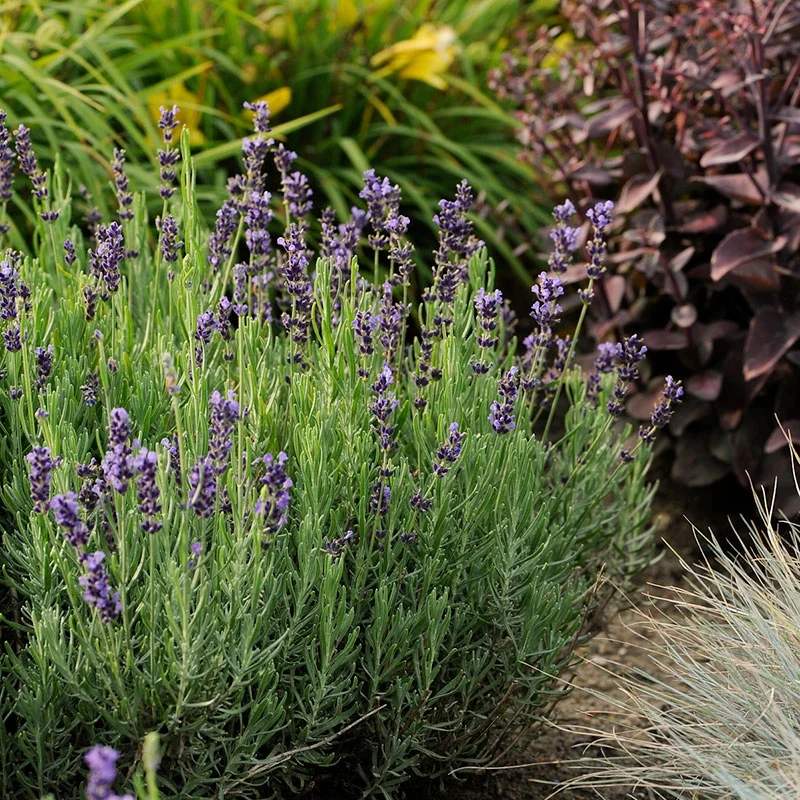 Lavande bleue (Lavandula Angustifolia Hidcote) - Image 4