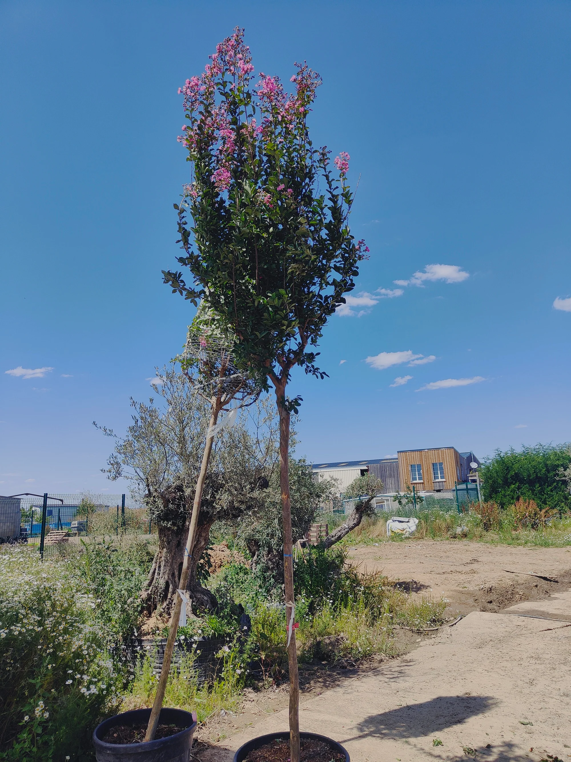 Lilas des indes en touffe (Lagerstroemia) - Image 11