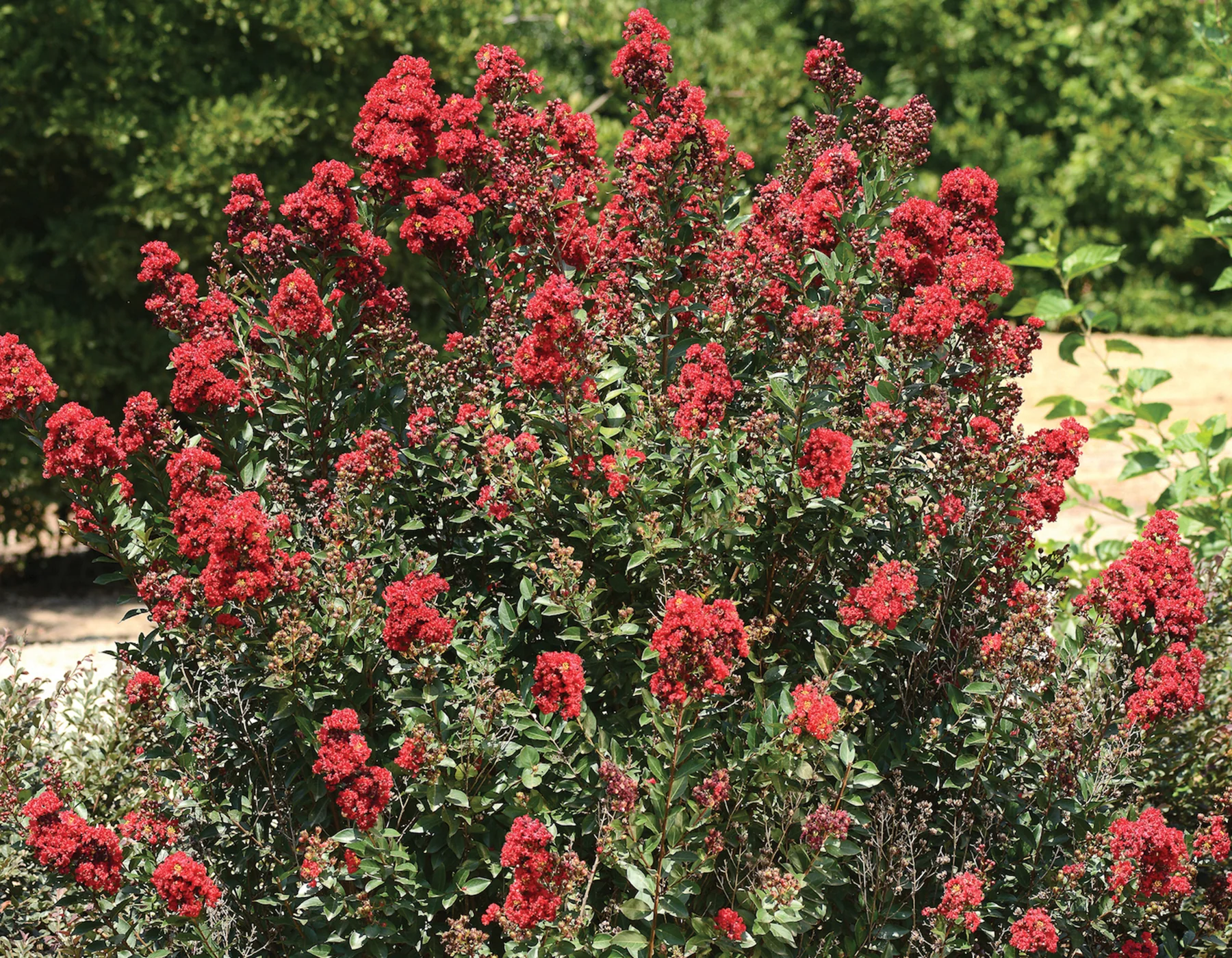 Lilas des indes en touffe (Lagerstroemia) - Image 15