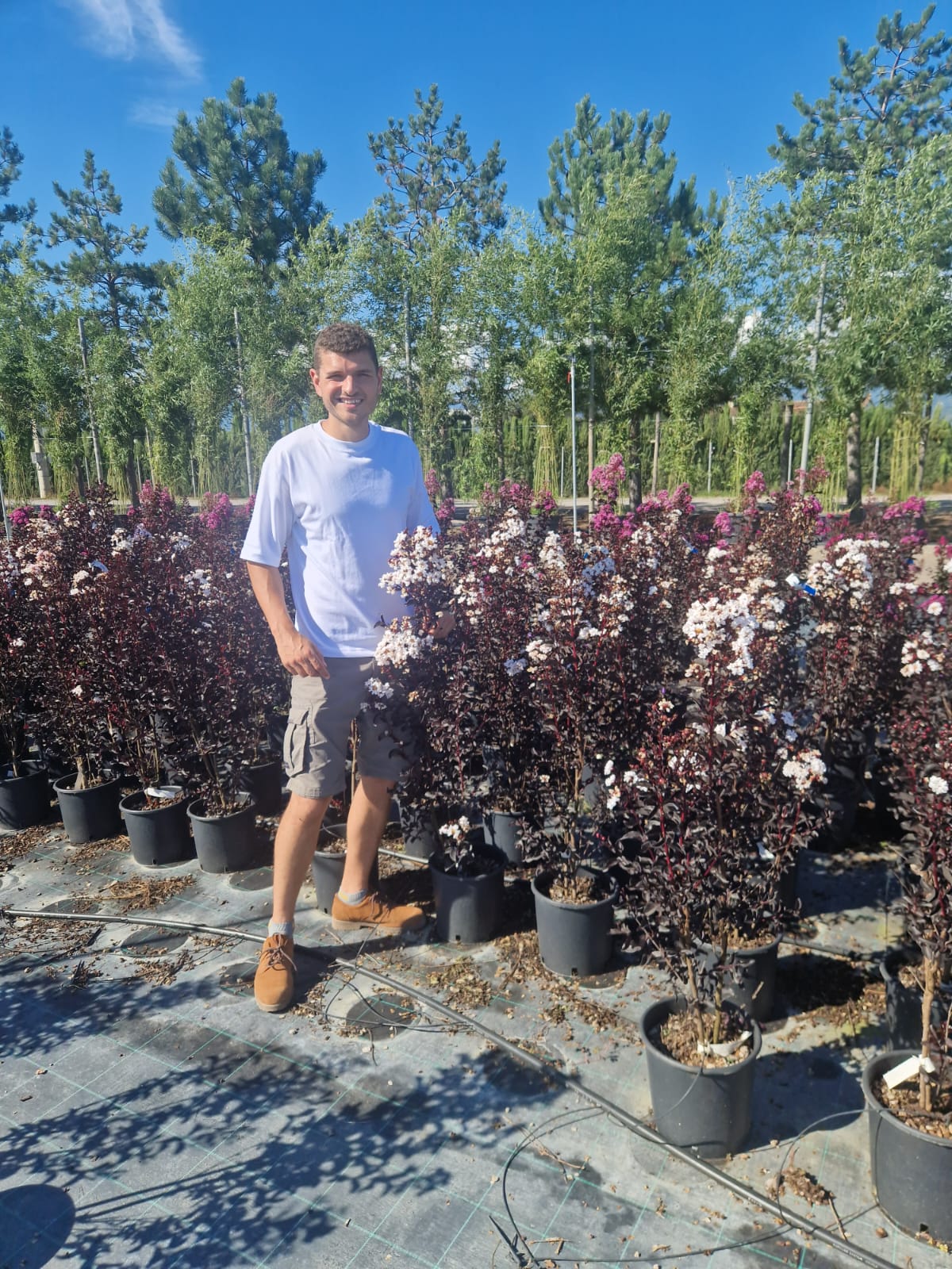 Lilas des indes en touffe (Lagerstroemia) - Image 16