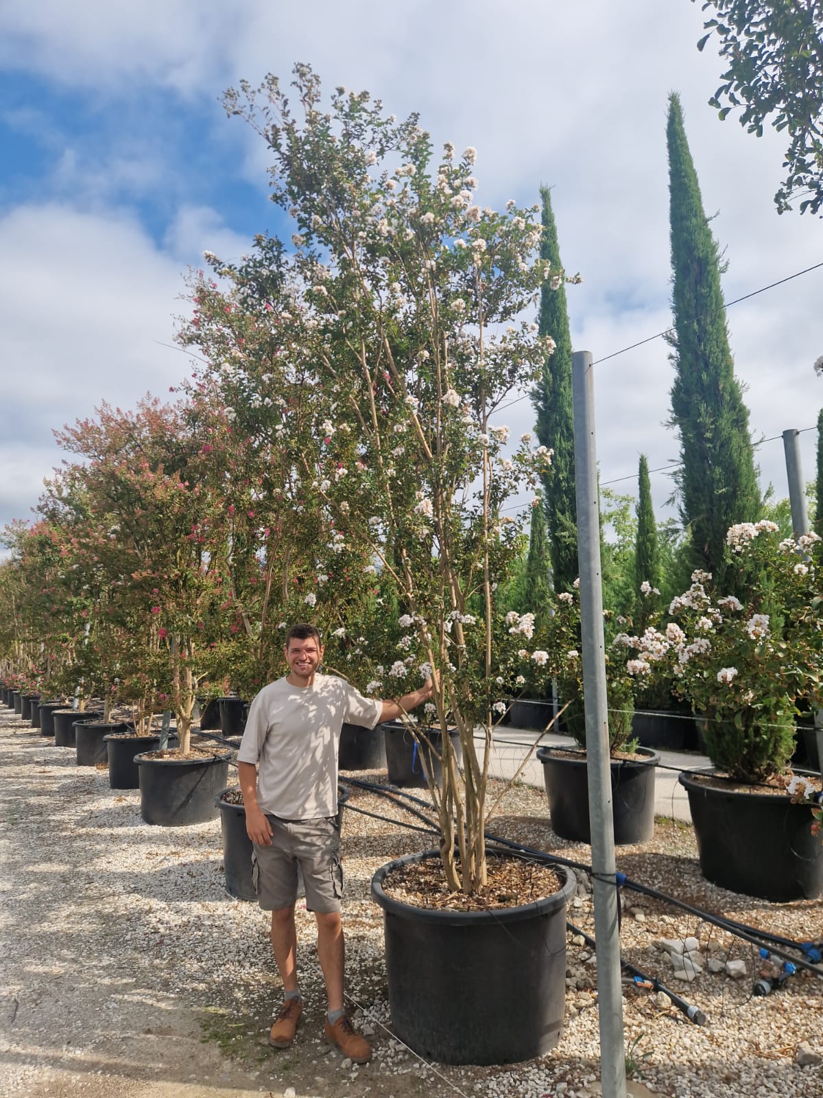 Lilas des indes en touffe (Lagerstroemia) - Image 26