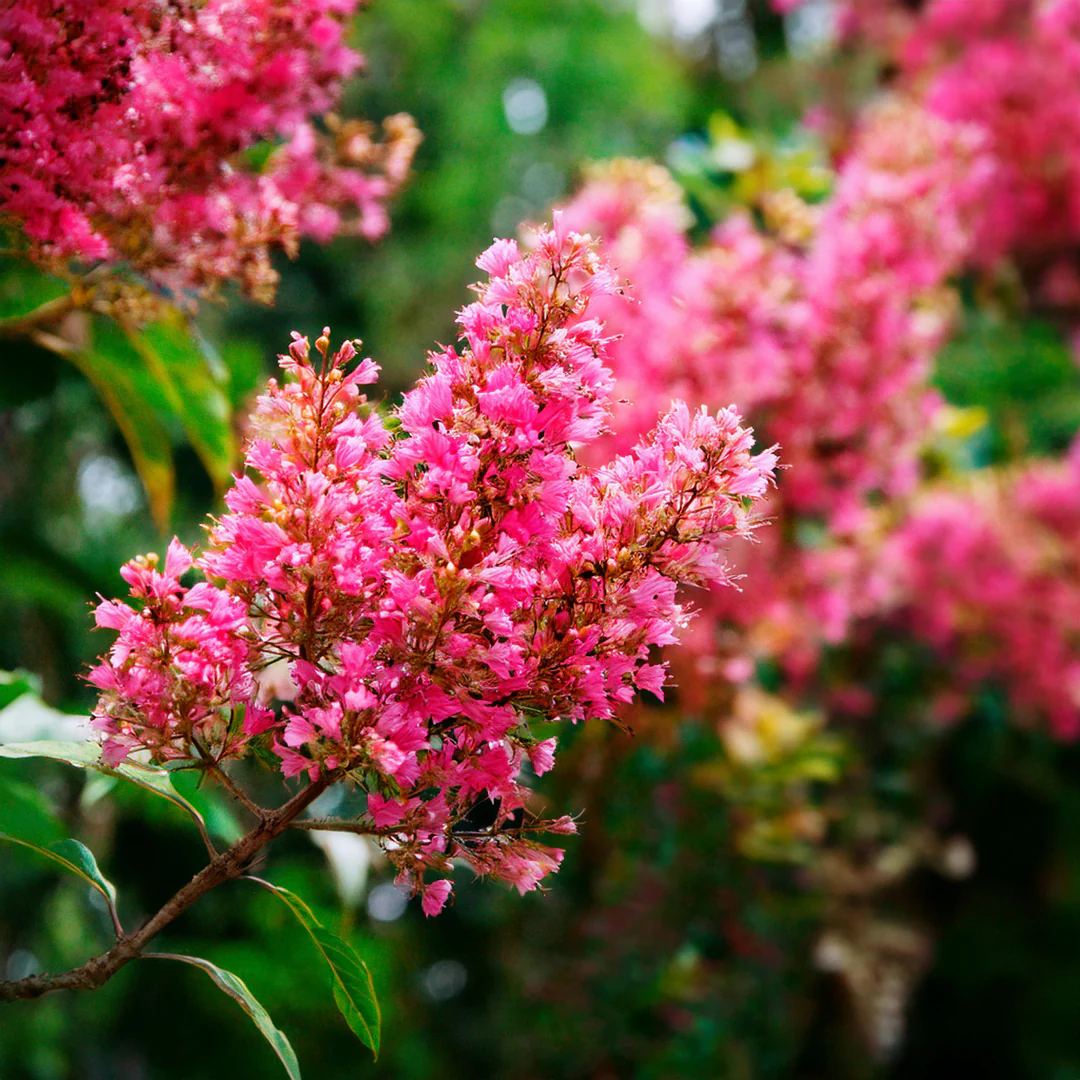 Lilas des indes en touffe (Lagerstroemia) - Image 3