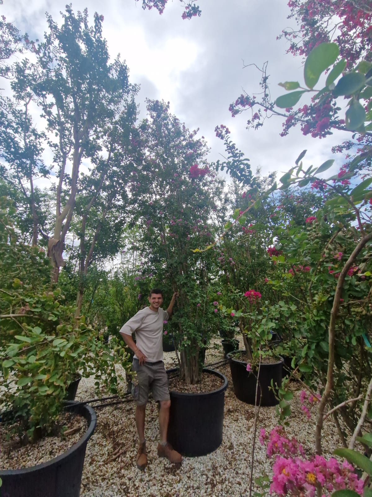 Lilas des indes en touffe (Lagerstroemia) - Image 44