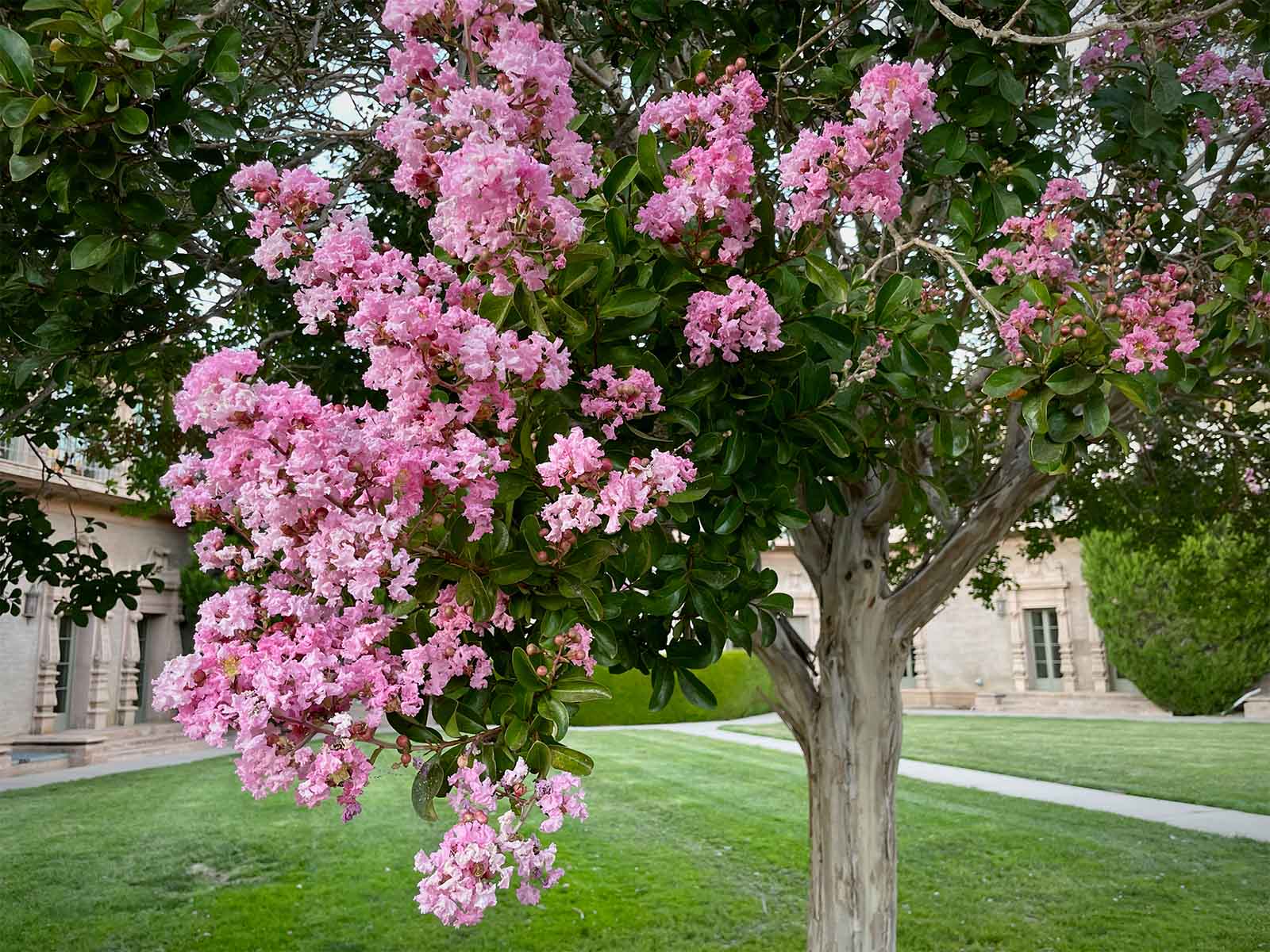 Lilas des indes en touffe (Lagerstroemia) - Image 6