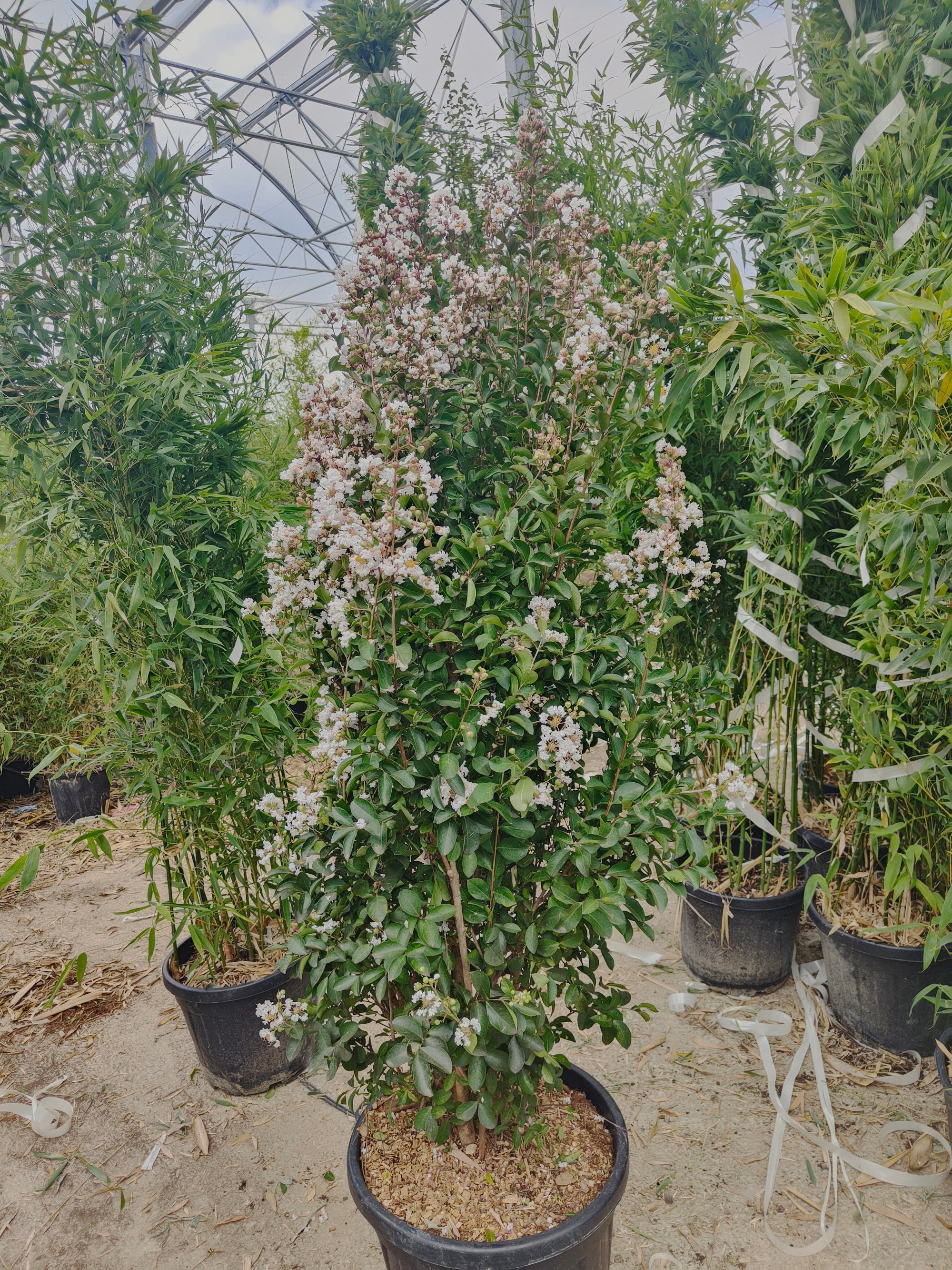 Lilas des indes en touffe (Lagerstroemia) - Image 8
