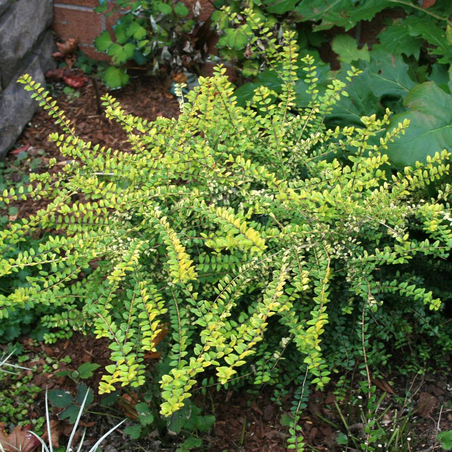 Chèvrefeuille arbustif (Lonicera Nitida) - Image 4