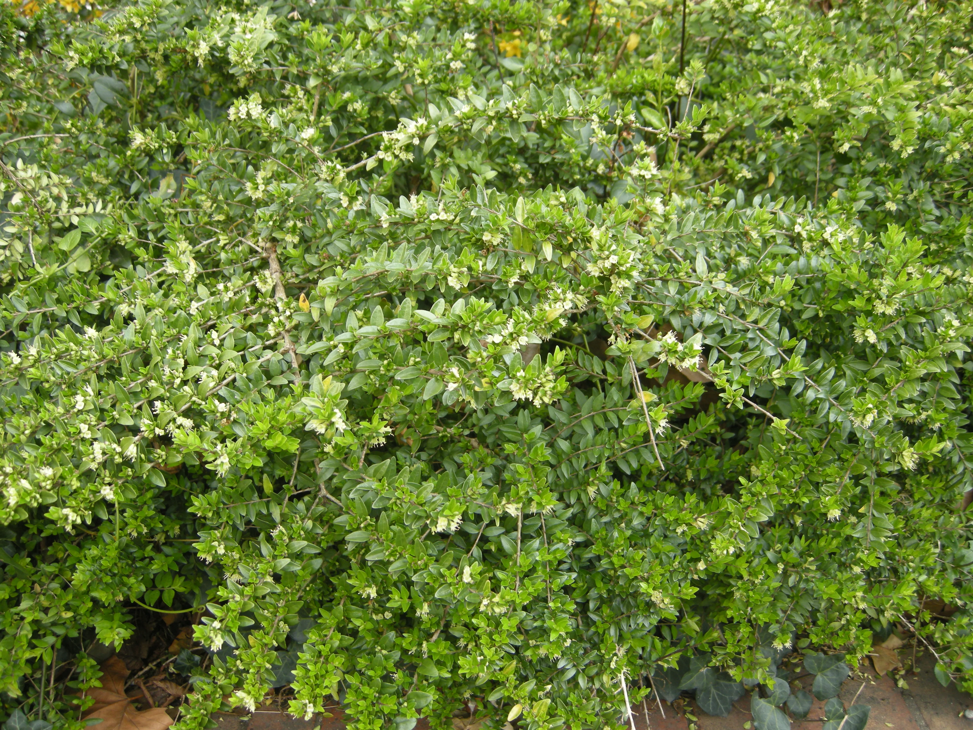 Chèvrefeuille arbustif (Lonicera Nitida) - Image 5