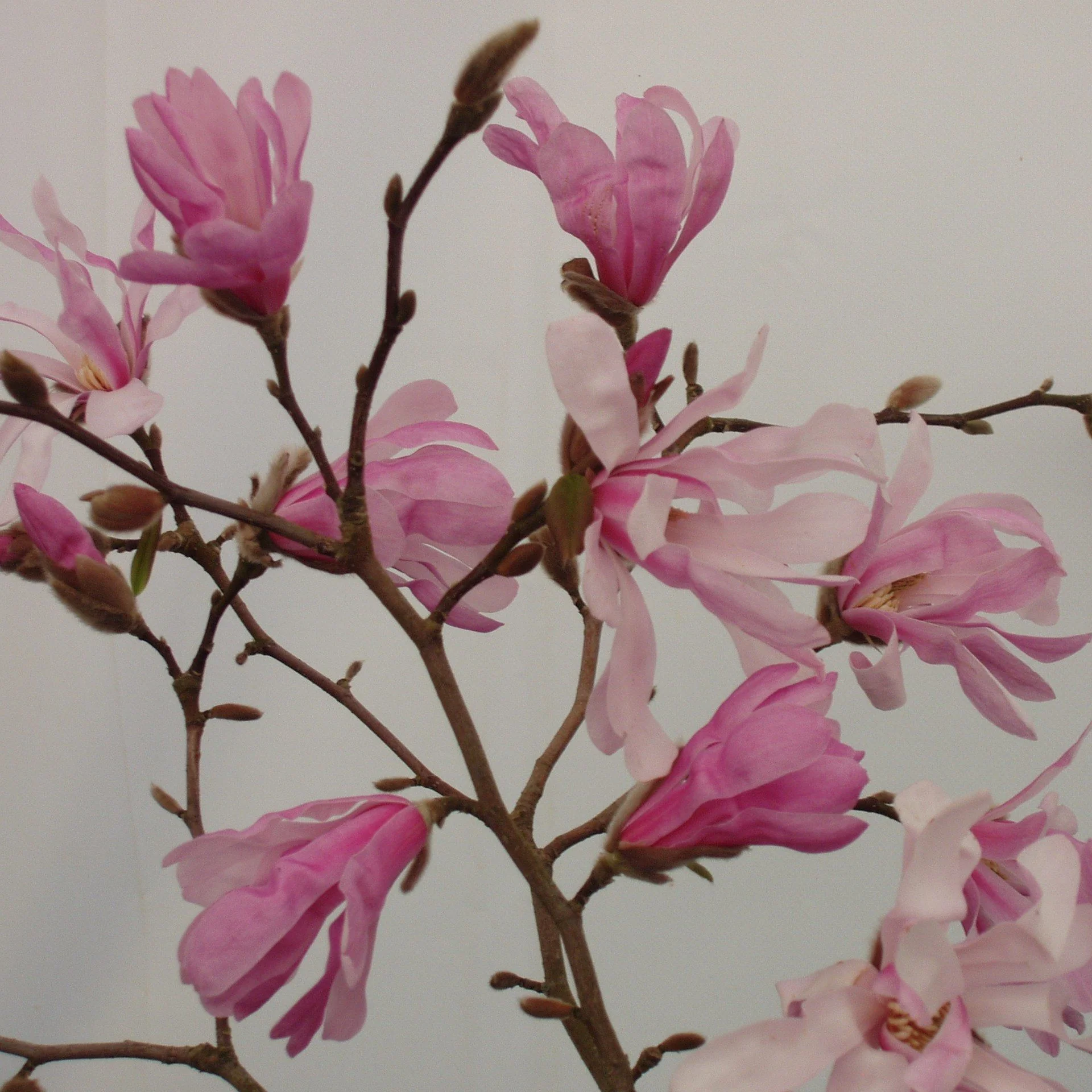 Magnolia à fleurs roses étoilées (Loebneri Leonard Messel) - Image 3