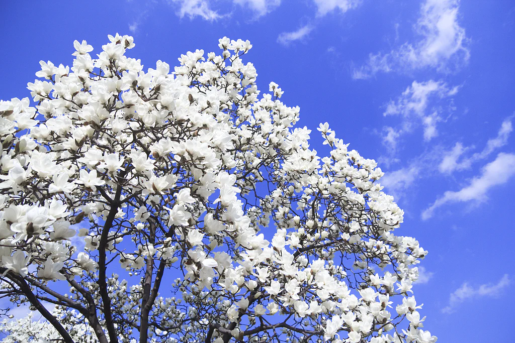 Magnolia Yulan en touffe (Denudata Double Diamond) - Image 3