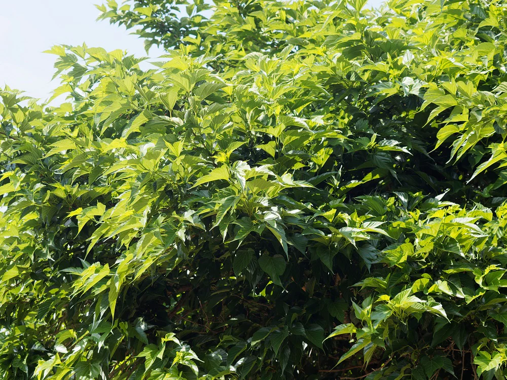 Mûrier Platane Stérile (Morus Platanifolia Fruitless) - Image 3