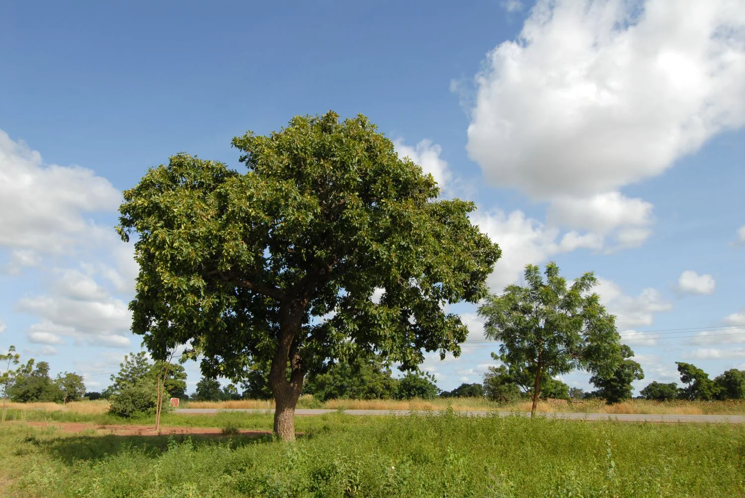 Noyer (Juglans) en Demi-tige - Image 4