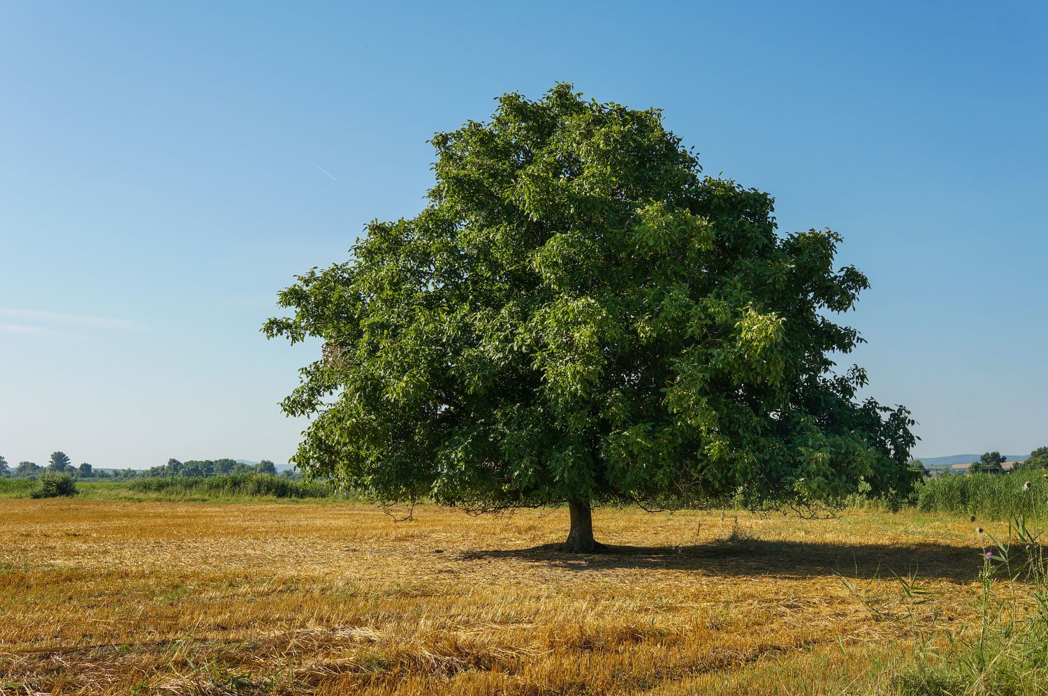 Noyer (Juglans) en Demi-tige - Image 5