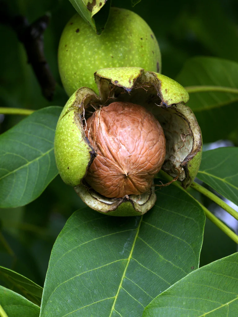 Noyer (Juglans) en Demi-tige - Image 6