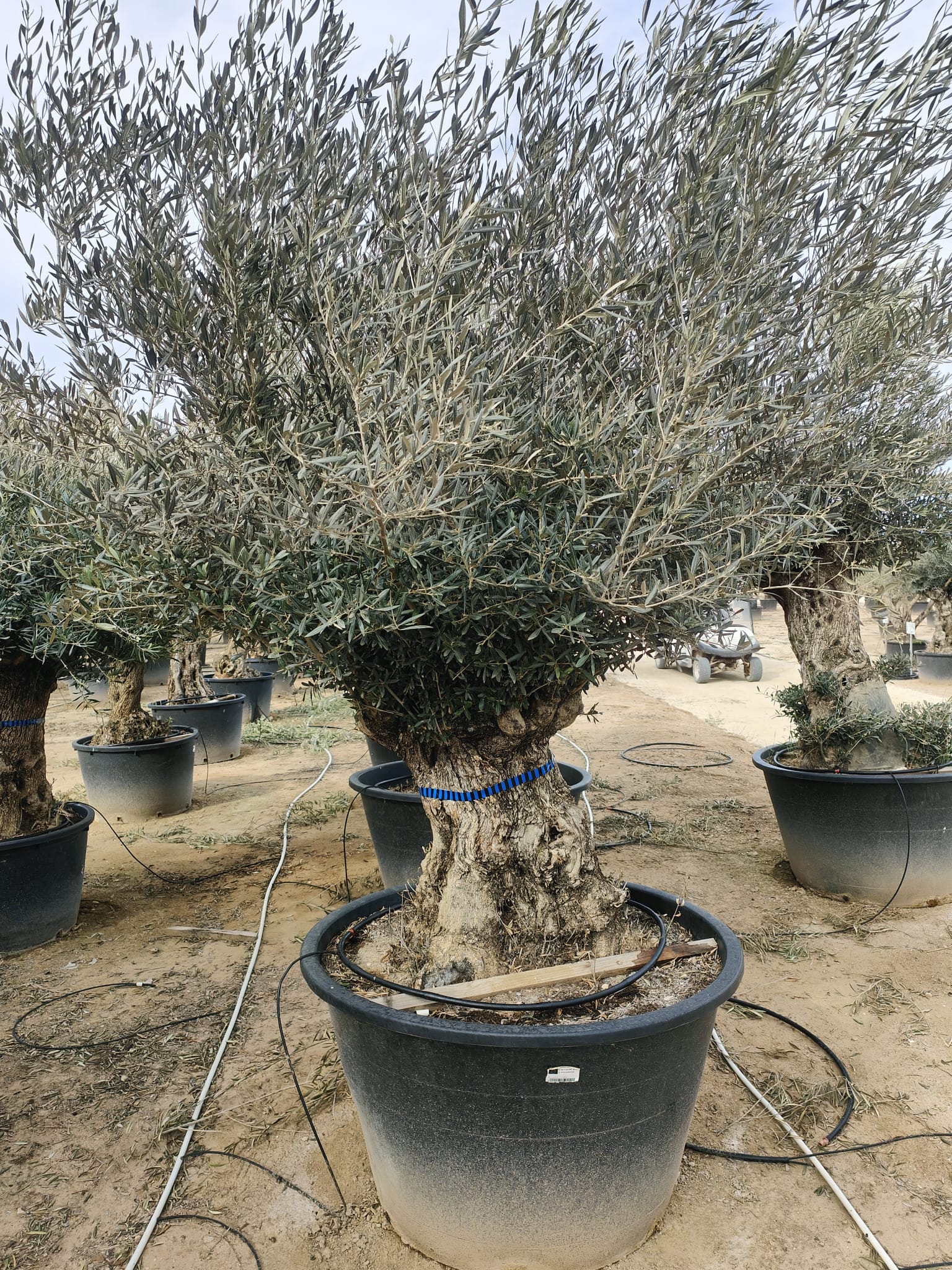 Olivier (Olea Europaea) - Image 15