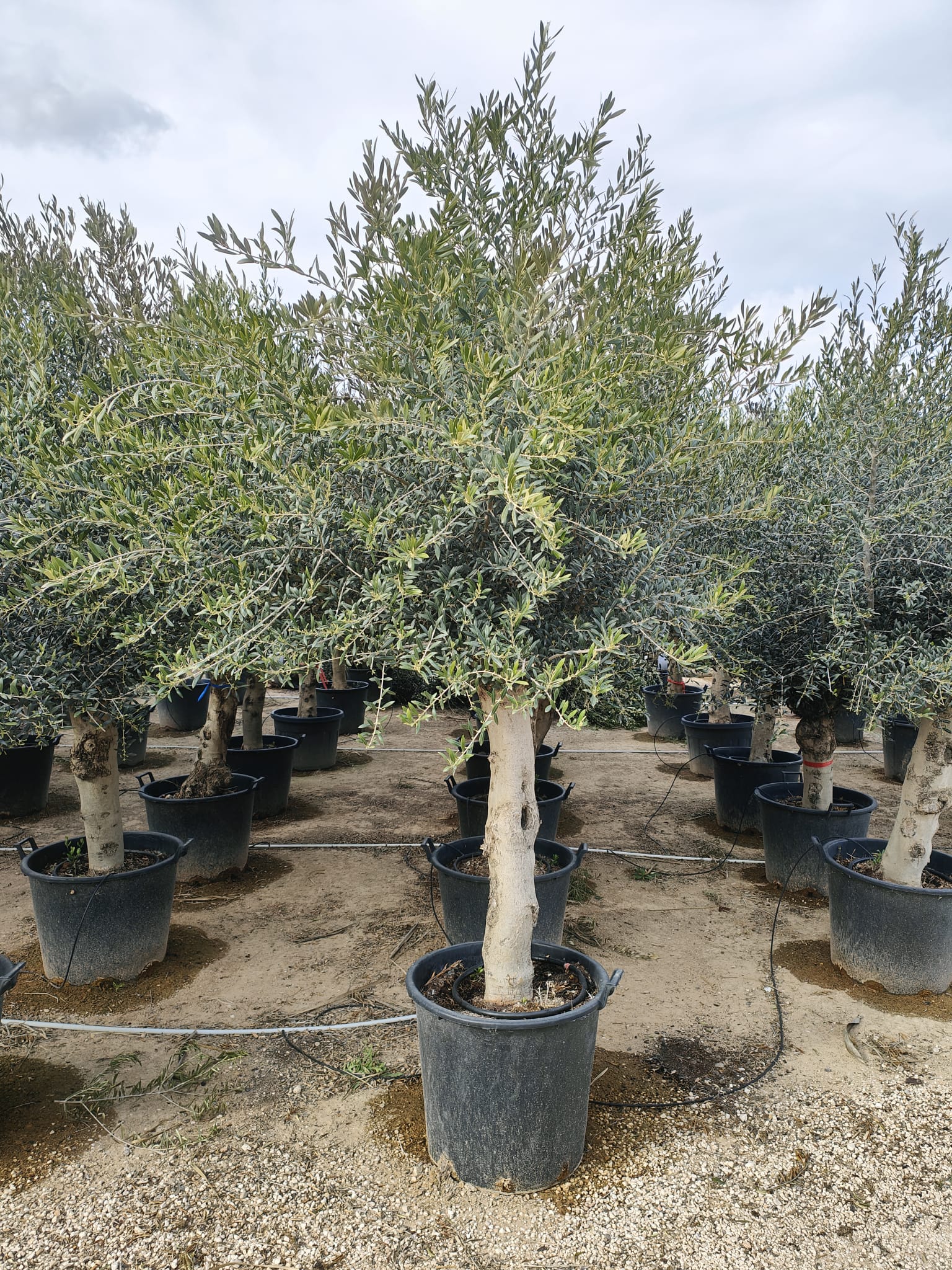 Olivier (Olea Europaea) - Image 4