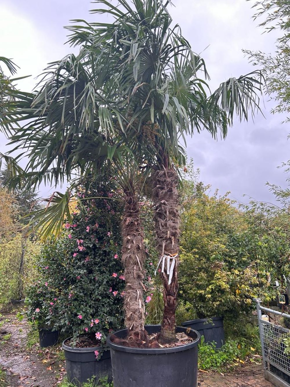 Palmier de Chine (Trachycarpus Fortunei) - Image 12